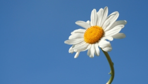 Daisy Wallpapers Hd