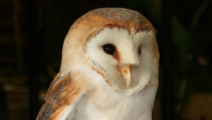 Pictures Of Barn Owl