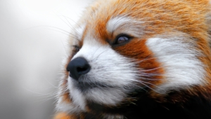 Red Panda Desktop