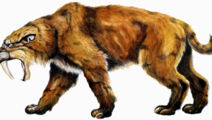 Sabre Toothed Tiger Wallpaper