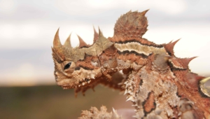 Thorny Devil Wallpaper