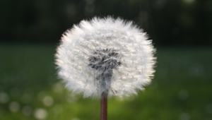 White Dandelion Wallpaper For Computer