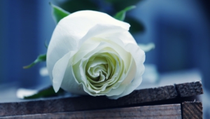 White Rose Wallpaper