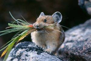 Hamster Eat Bush