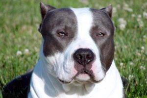 American Bully Dog