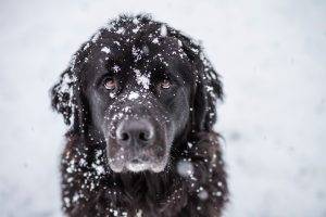 animals, Dog, Snow