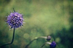 flowers, Purple Flowers