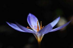 flowers, Nature, Purple Flowers