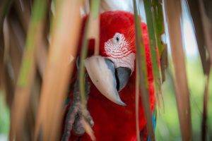 animals, Macaws, Parrot, Birds