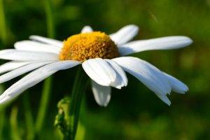 daisies, Macro, Flowers