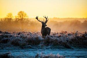 landscape, Animals