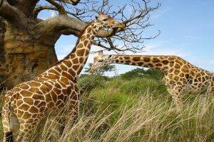 animals, Giraffes