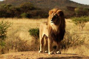 animals, Lion