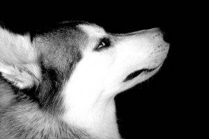 animals, Dog, Monochrome