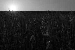 monochrome, Spike, Sun, Field, Sky, Landscape, Nature