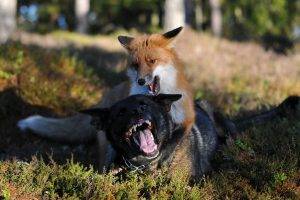 animals, Fox