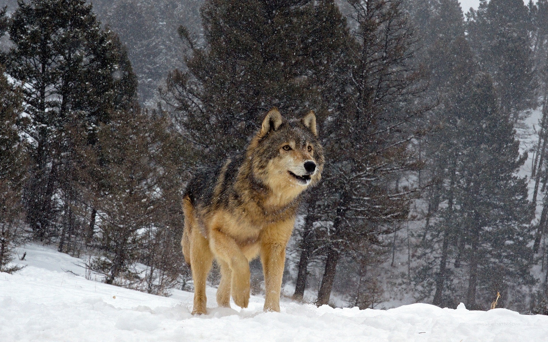 Wolves In Forest Wallpaper