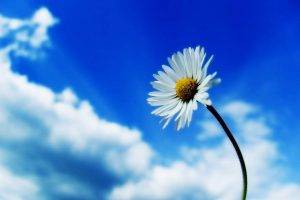 daisies, Flowers, Sky, White Flowers