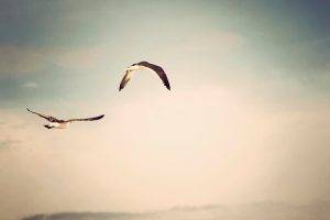 birds, Sky, Animals, Seagulls