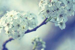 flowers, Nature, White Flowers, Twigs