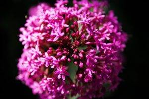 nature, Purple, Flowers, Plants, Macro