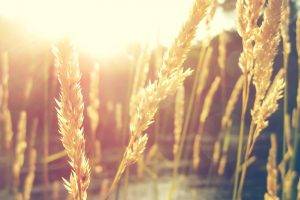 grass, Nature, Grain