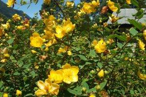 flowers, Nature, Yellow Flowers