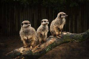 animals, Meerkats, Branch, Trees