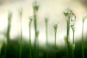 nature, Flowers, Insect, Butterfly