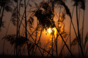 nature, Sunlight, Sunset, Depth Of Field, Spikelets, Golden Hour, Plants, Silhouette, Bokeh