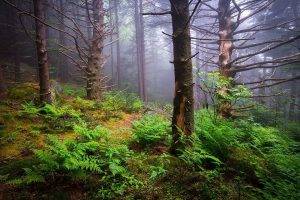 nature, Landscape, Mist, Forest, Ferns, Morning, Daylight, Trees