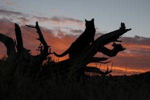 animals, Clouds, Nature