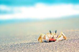 animals, Beach