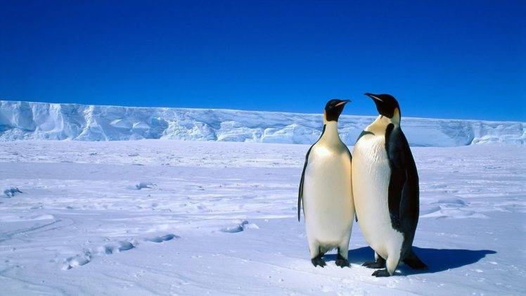 penguins snow birds HD Wallpaper Desktop Background