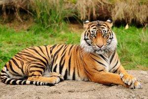 tiger animals big cats