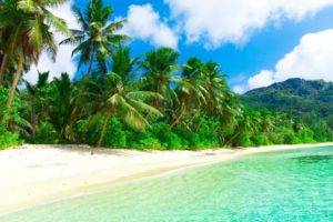 beach, Sand, Palm trees