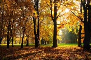 leaves, Forest, Fall, Grass