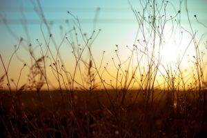 depth of field, Plants