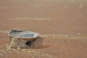 beach, Dutch, North Sea