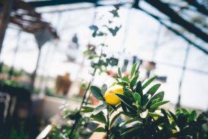 fruit, Lemons, Plants, Depth of field