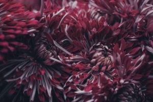 nature, Flowers, Blossoms