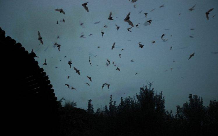 landscape, Bats, Silhouette HD Wallpaper Desktop Background