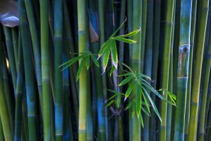 bamboo