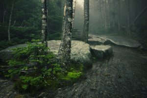 trees, Mist, Moss, Rocks, Green