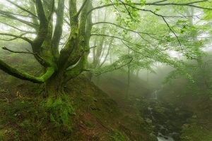 forest, Trees