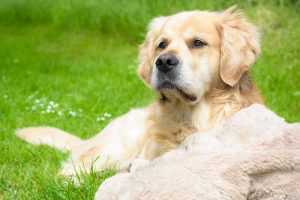 grass, Dog, Animals