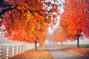 outdoors, Fall, Leaves, Trees, Depth of field