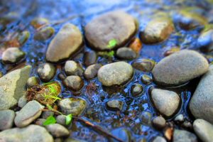 pond, Rocks, Nature