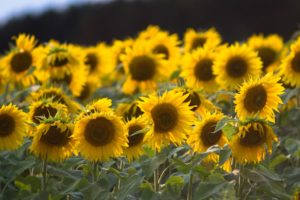 sunflowers, Flowers, Plants, Yellow flowers