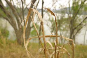 landscape, Grass, Depth of field